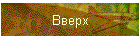 Вверх